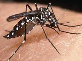 Fumigación intensiva en Cuba ante el avance del mosquito Aedes aegypti