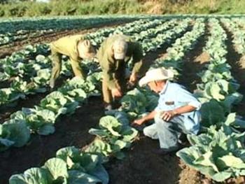 Cuba autoriza venta directa de productores agrícolas al turismo