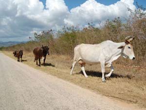 Vacas por las vías en Cuba