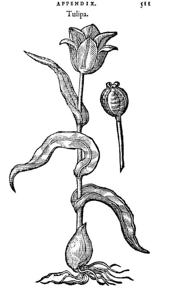 Ilustración de Tulpa serotina flava, en obra 