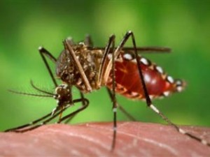 Cuba reconoce seis enfermos con el virus Chikungunya en la isla