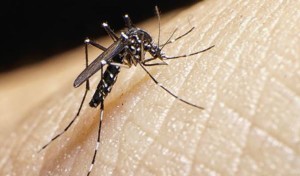 Declaran emergencia sanitaria en Miami por virus del Zika; Cuba sin reportar casos