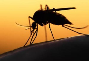 Cuba reporta caso 17 de Zika; 53 contagiados en Miami
